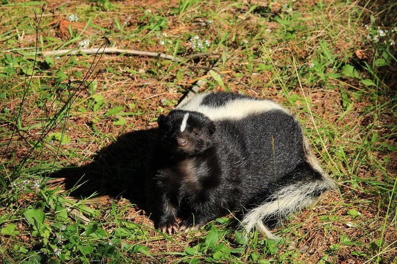 Skunk in the wild