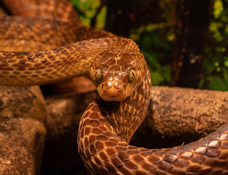 Snake in the wild